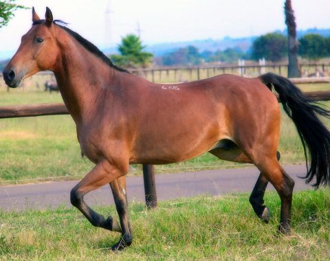 Arco 360 proud to insure Delia O’Connor’s horse Topaz