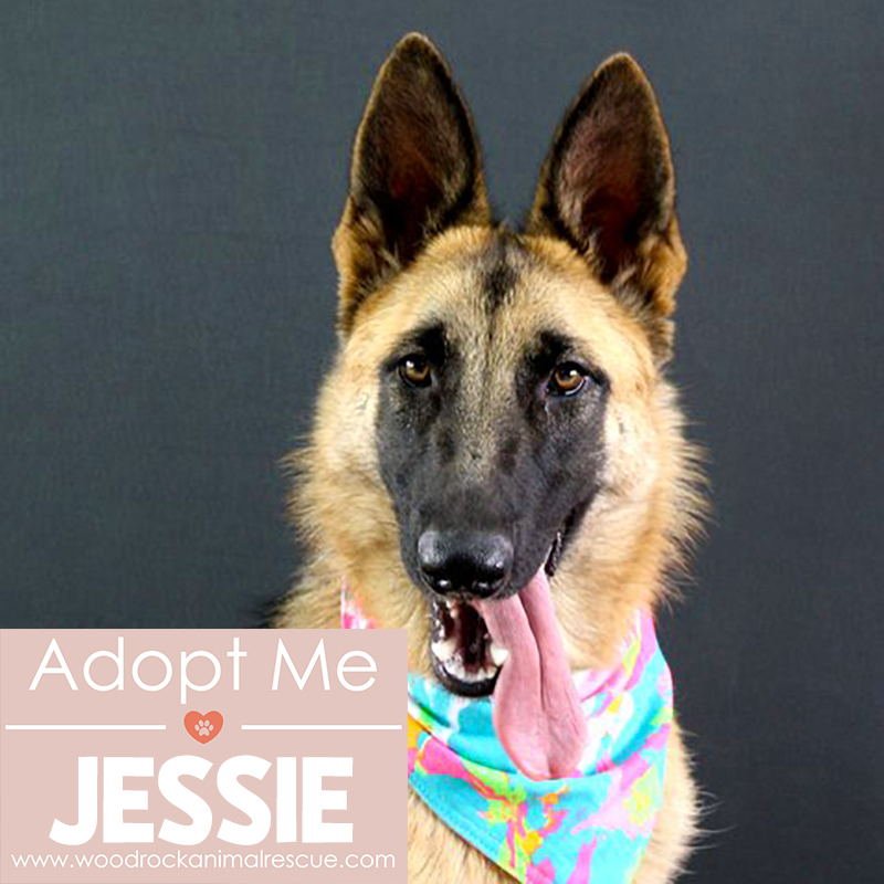 Photo of Jessie the dog of Woodrock Animal Rescue