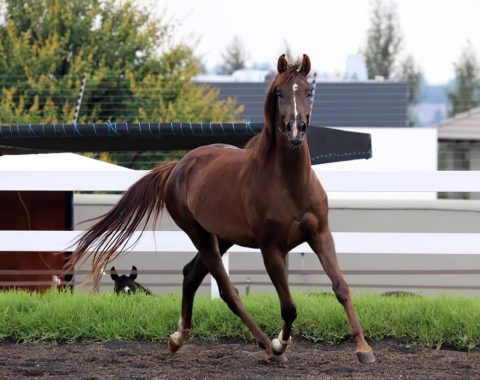 Debbie Rangousis’ new mare, Adela Je’Taime