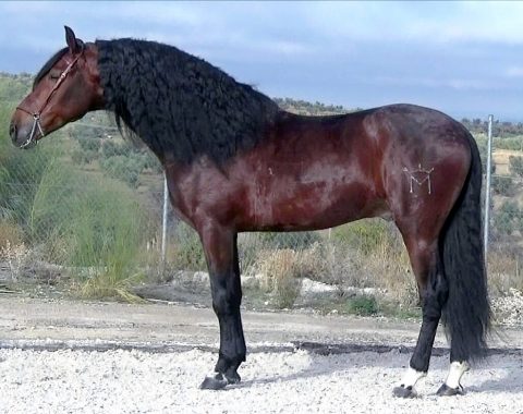 Candice Hobday’s horse – Rocinante XVII