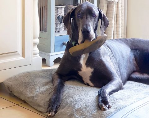 This gorgeous furry baby is Sebastian a Great Dane who belongs to our client Kim Traill