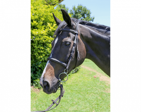 Tarryn Van Niekerk’s mare, Close To The Wind