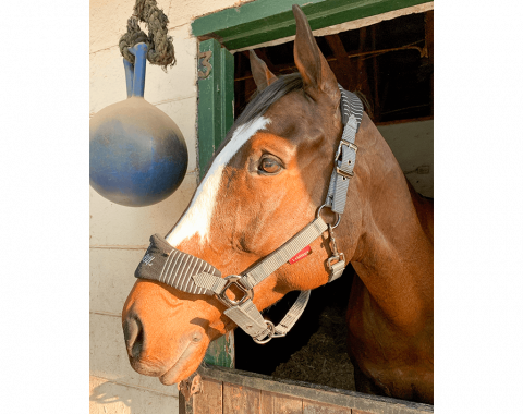 Delphine Bour’s horse Evolver