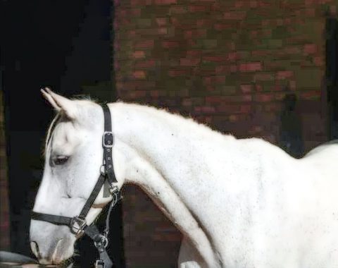 Nadia & Esther Stiegler’s beautiful horse Moonshine