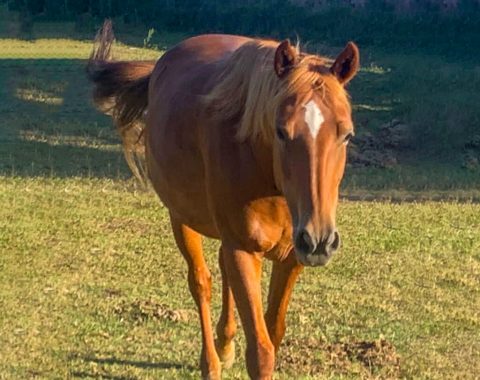 Genevieve Chisholm’s beautiful pony, Freedom, from Flag Animal Farm