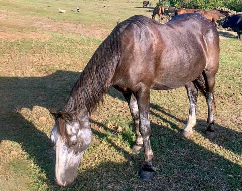 Genevieve Chisholm’s beautiful pony, Black Beauty, from Flag Animal Farm