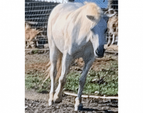 Genevieve Chisholm’s beautiful pony, Prince, from Flag Animal Farm