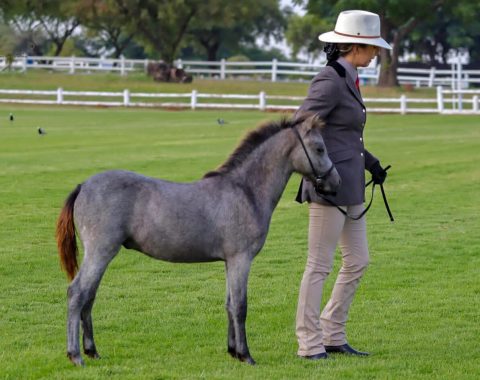 Infinity Mihlolo owned by Dr Angelique Lessing