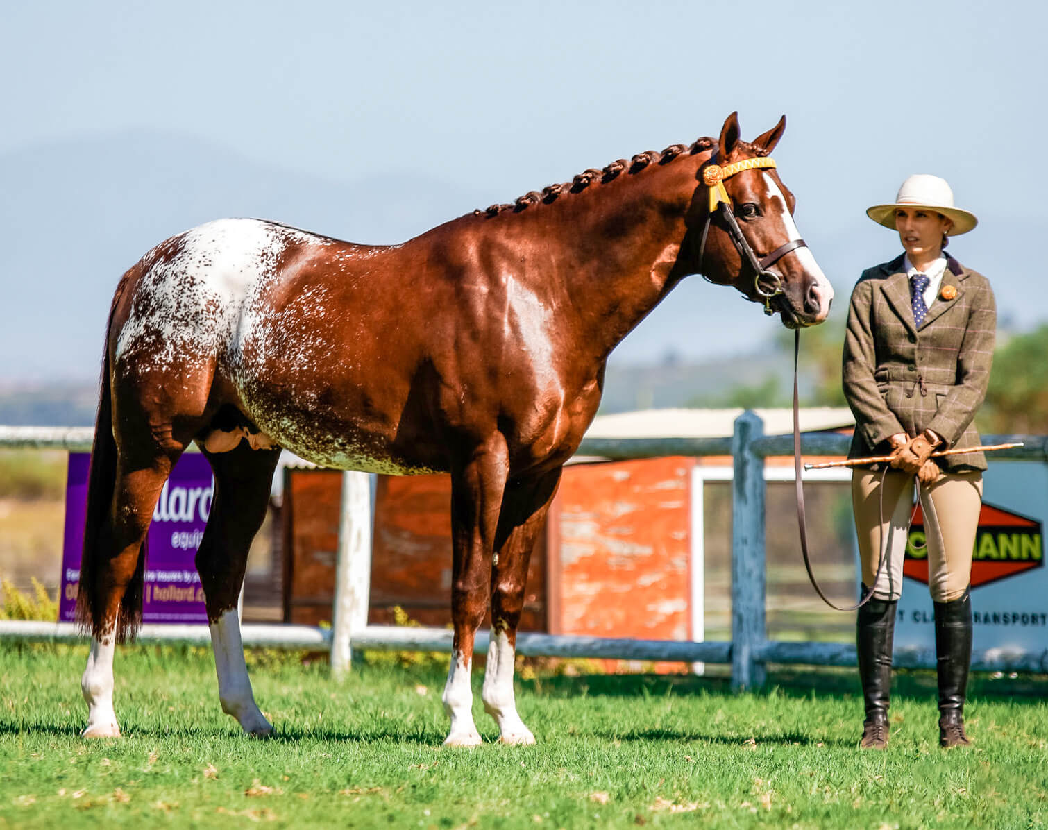 Show report - Western Cape Young Horse Performance Series