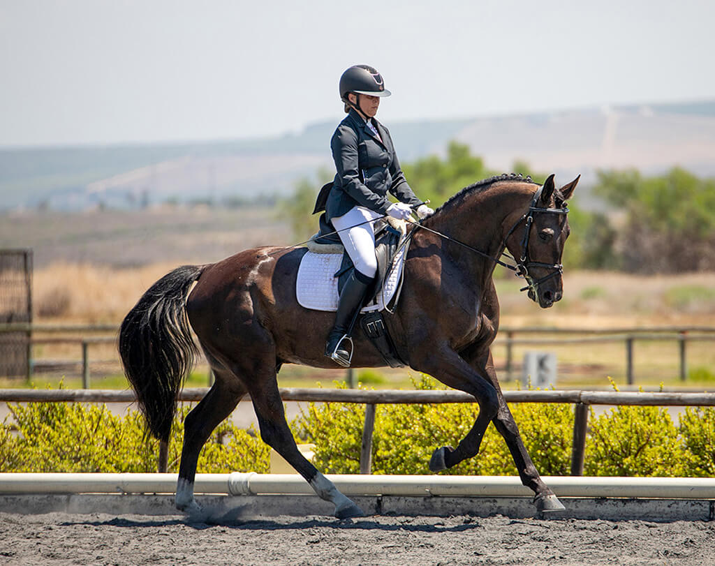 Show report - Western Cape Young Horse Performance Series