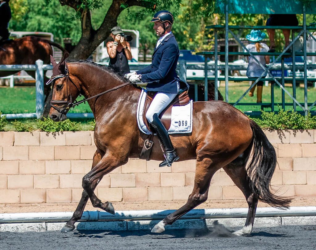 Show report - Western Cape Young Horse Performance Series